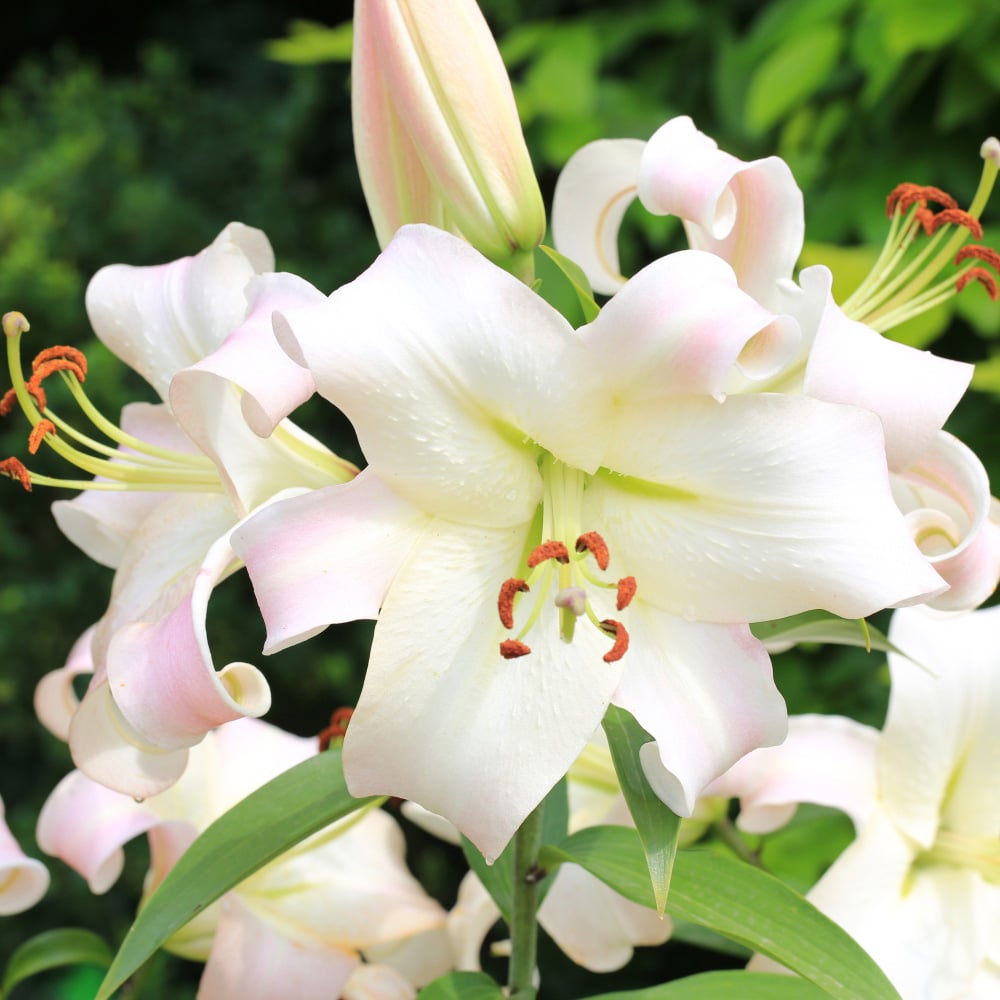 Thompson and Morgan Lily Pretty Woman Planting Bulb 10 Pack with 2 Planting Bulb Baskets Image 2