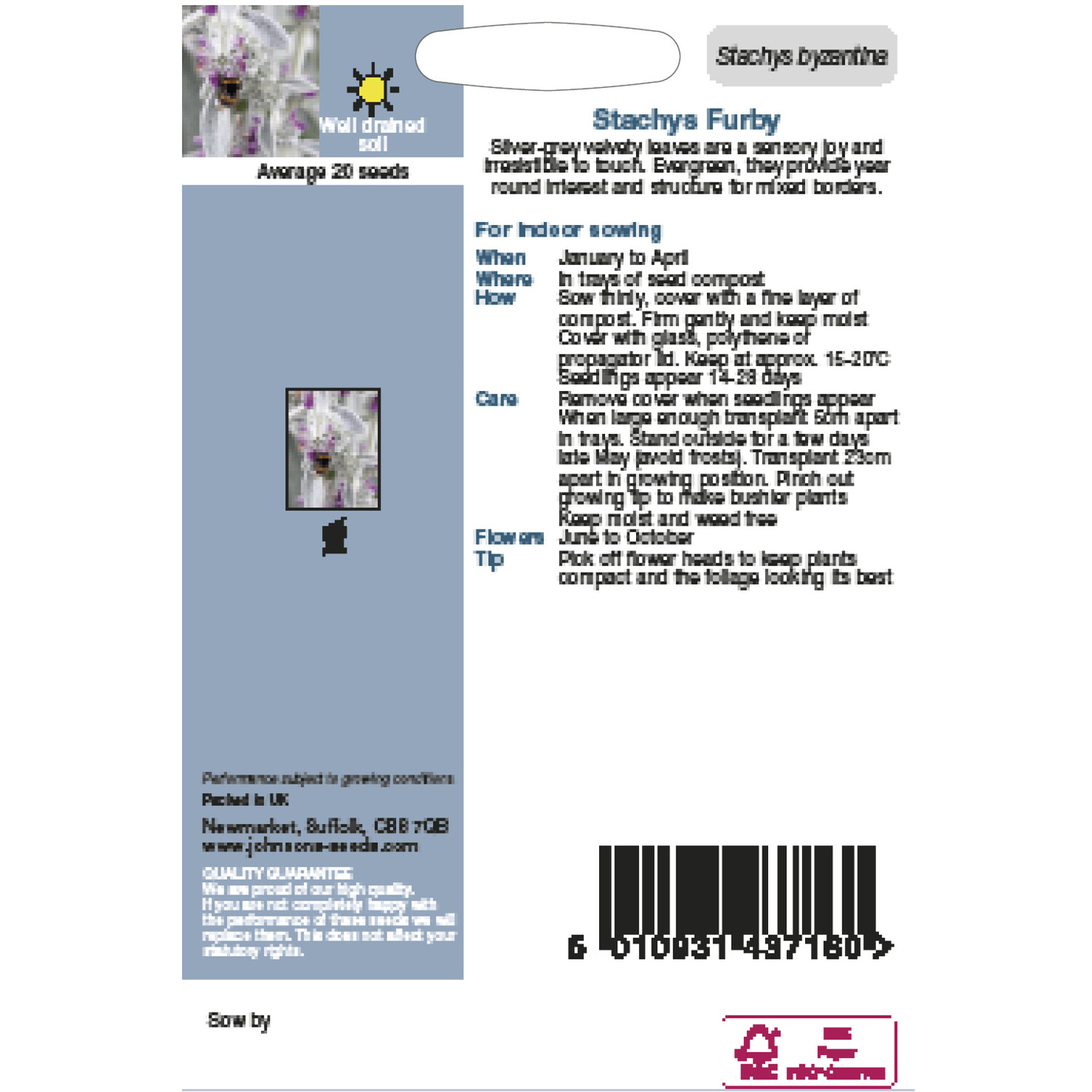 Johnsons Stachys Furby Flower Seeds - Silver Image 2