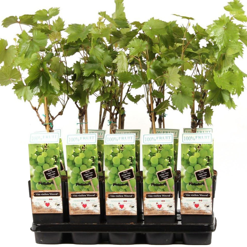 Thompson and Morgan Vitis Grape Himrod Plant in Pot 15cm 2 Pack Image 2