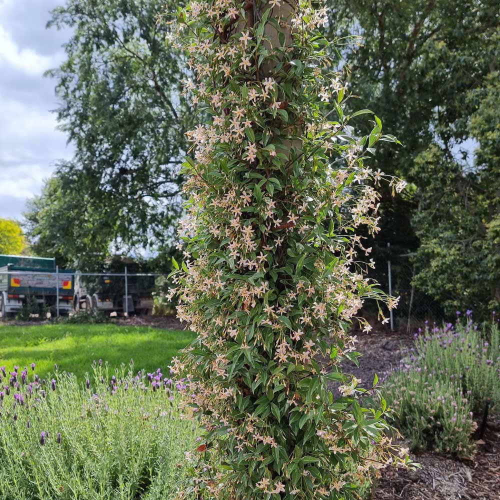 Thompson and Morgan Trachelospermum Star of Milano Plant Pot 9cm Image 2