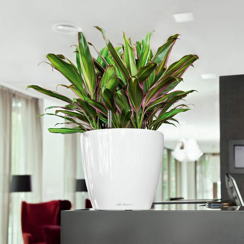 Lechuza Classico White Polyresin Self Watering Planter 28cm 2 Pack Image 2