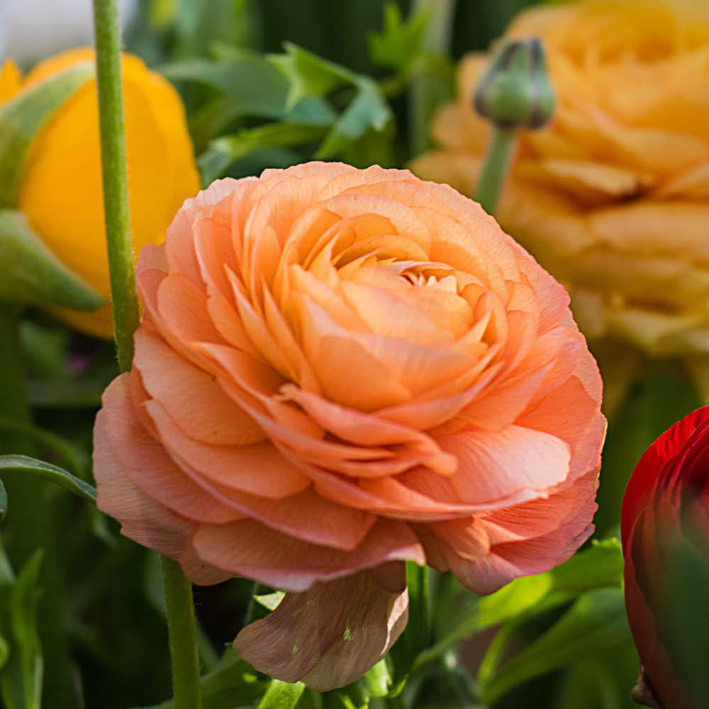 YouGarden Ranunculus Mixed Planting Bulb 50 Pack Image 2