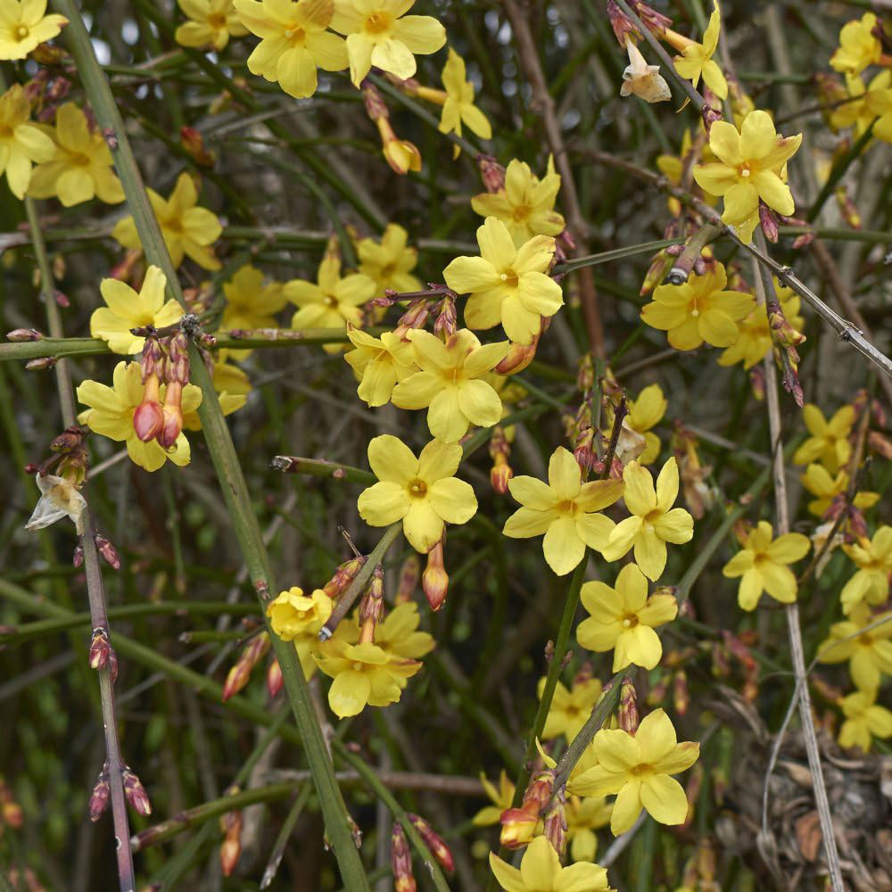 Thompson and Morgan Jasmine Nudiflorum Plant Pot 3L Image 2