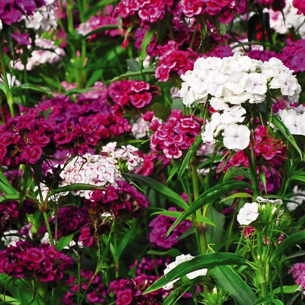Thompson and Morgan Sweet William Dianthus Mixed Plant Plug 24 Pack Image 3