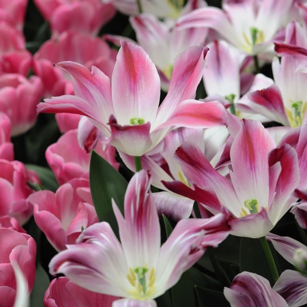 Thompson and Morgan Tulip Colour Changing Collection Planting Bulb 64 Pack Image 5