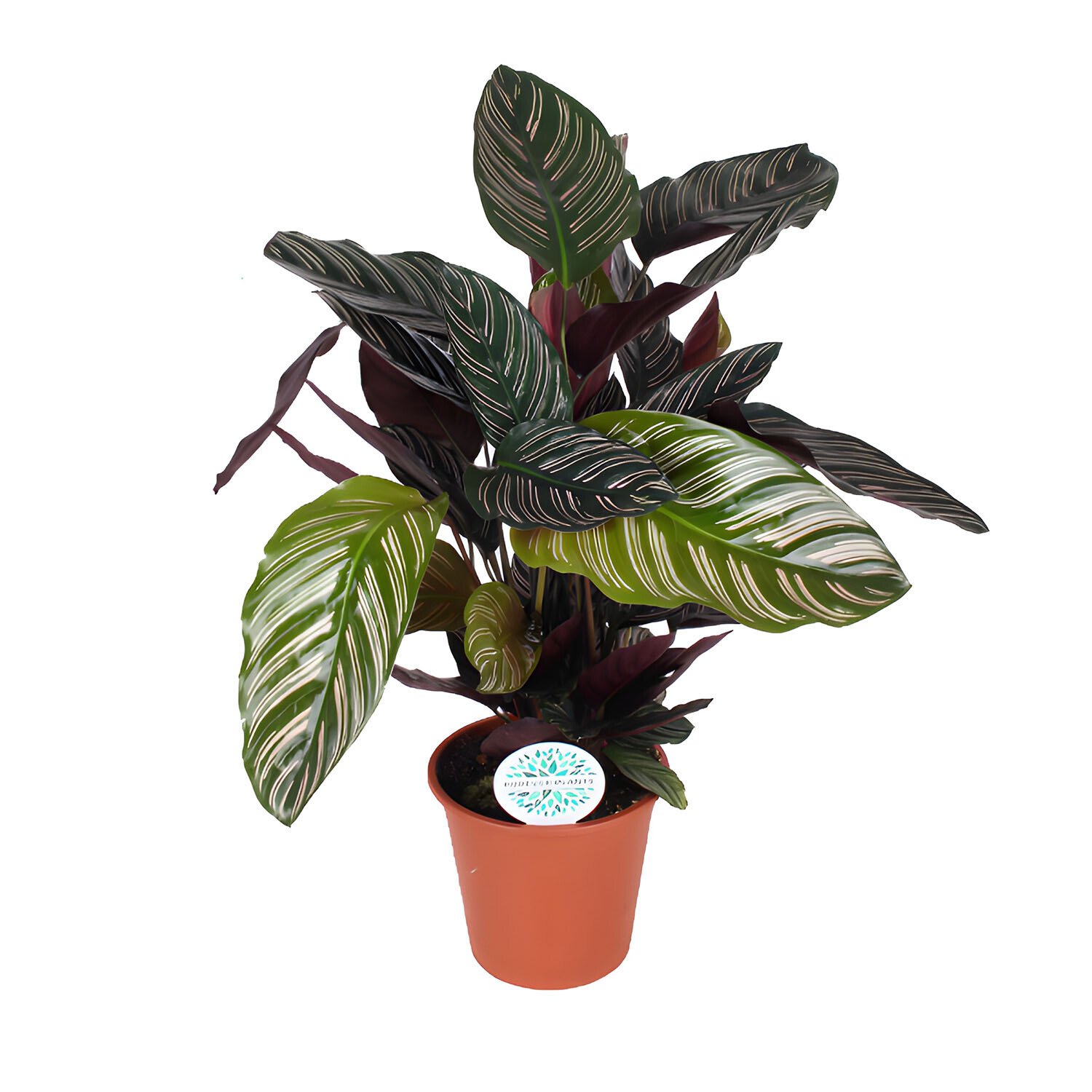 Calathea Ornata 17cm - Green Image