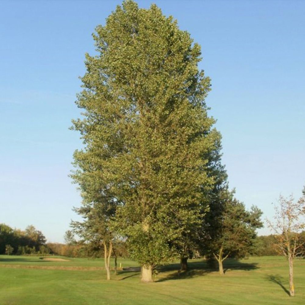 Inspirational Gifting Poplar Bare Root Hedge Plant Sapling 4-5ft 20 Pack Image 4