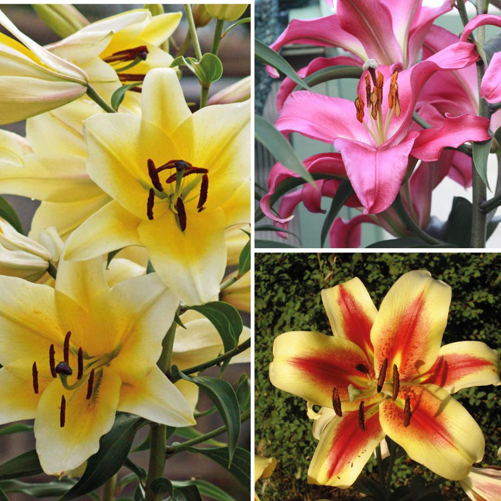 Thompson and Morgan Tree Lily Collection Planting Bulb 18 Pack Image 1