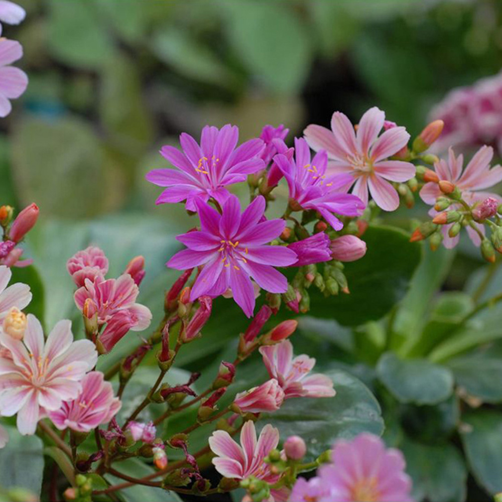 Thompson and Morgan Lewisia Elise Mixed Plant Plugs 48 Pack Image 2