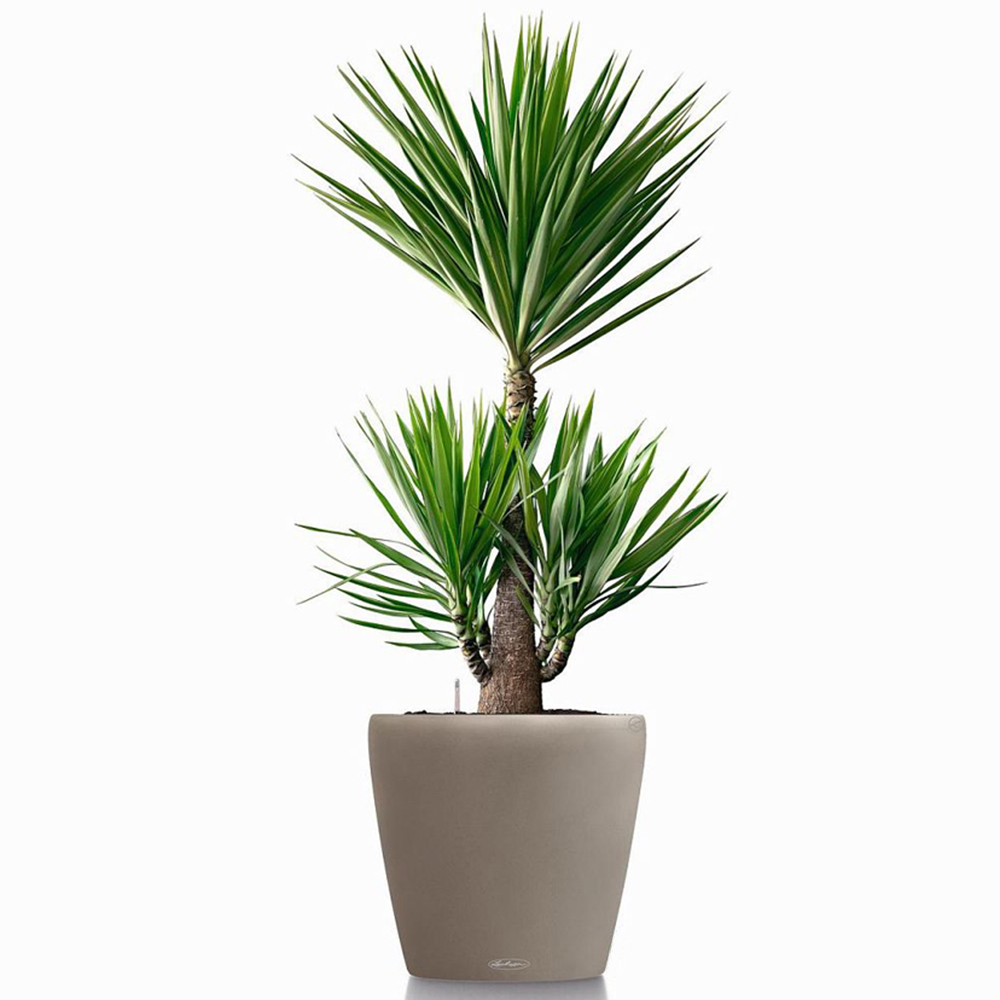 Lechuza Classico Colour 60 Sand Brown Poly-Resin Self-Watering Planter 56cm Image 2