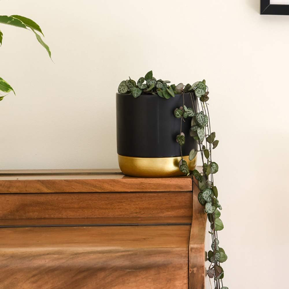 Thompson & Morgan String of Hearts Ceropegia Woodii Potted Plant 8cm 3 Pack Image 3