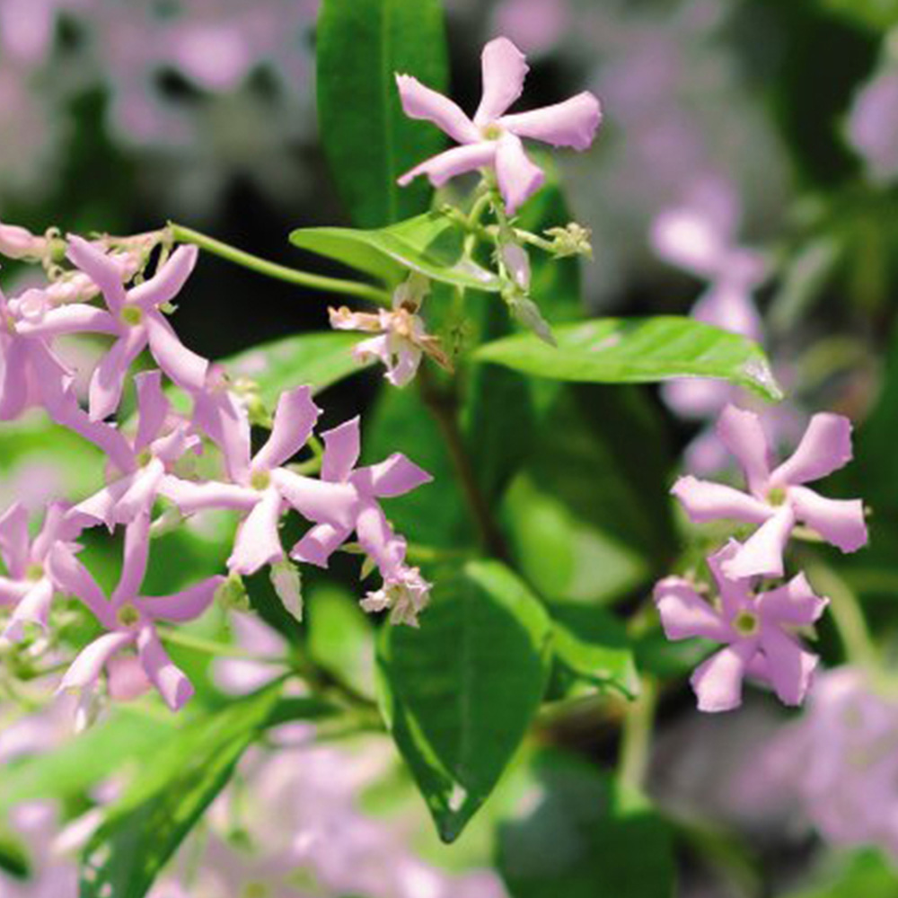 Thompson and Morgan Trachelospermum Asiaticum Pink Shower Potted Plant 9cm 2 Pack Image 1