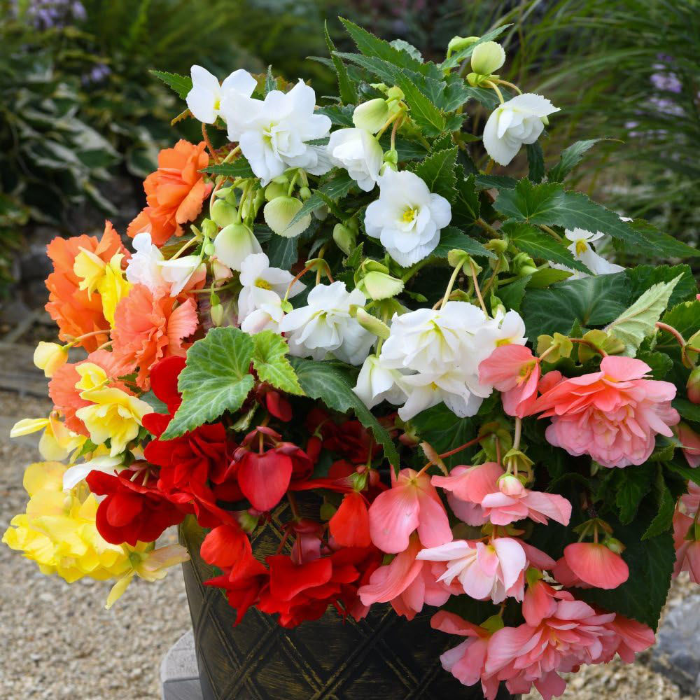 Thompson and Morgan Begonia Sun Dancer Mixed Garden Ready Plant 15 Pack Image 2