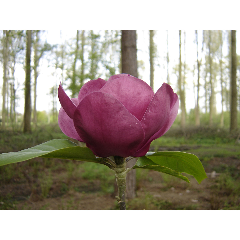 Frank P Matthews Trees Magnolia Black Tulip Tree in Pot 12L Image 2