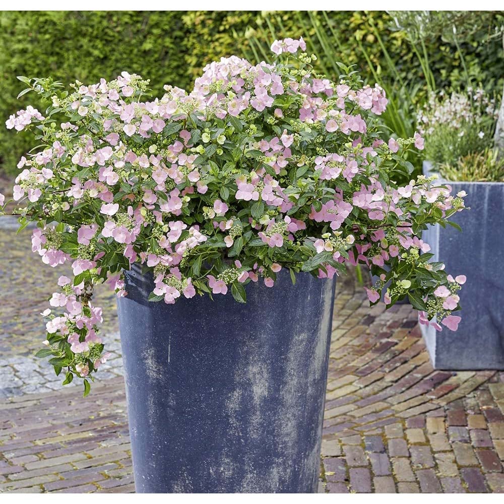 Thompson and Morgan Hydrangea French Bolero Plant Pot 13cm Image 6