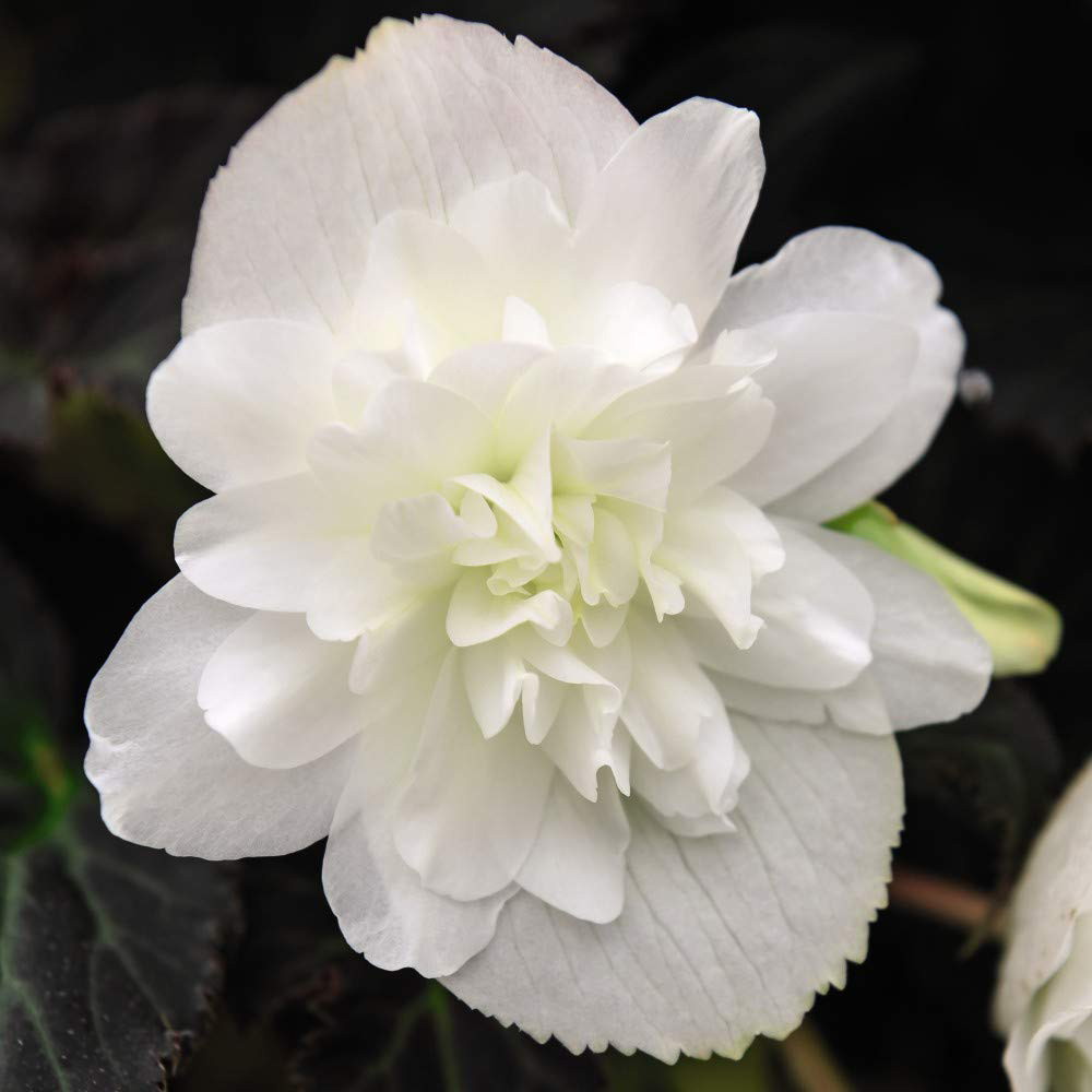 Thompson and Morgan Begonia Nonstop Joy Mocca White Garden Ready Plant 15 Pack Image 2