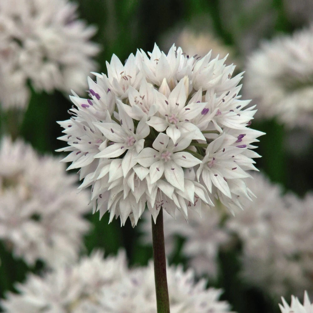 Thompson and Morgan Allium Graceful Beauty Planting Bulb 8 Pack Image 3