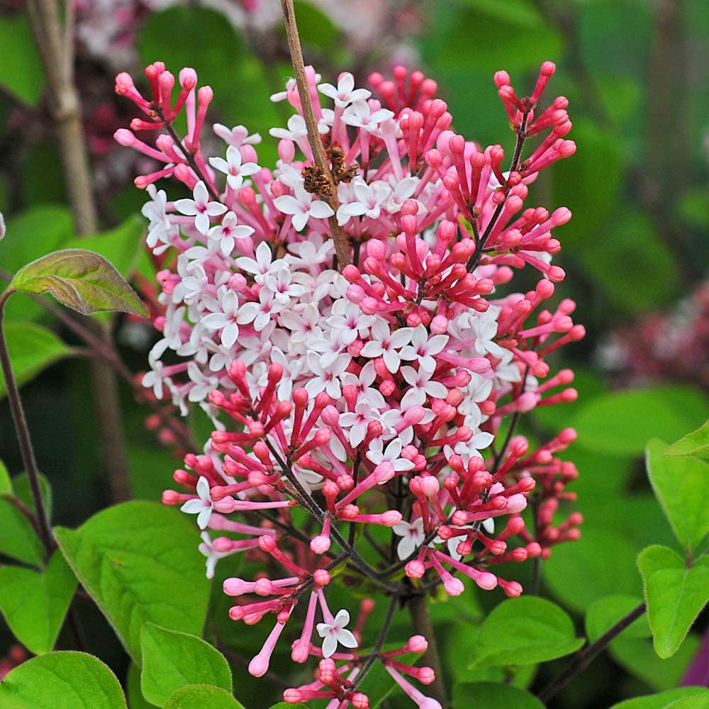 Thompson and Morgan Syringa Microphylla Superba Plant Pot 5L 2 Pack Image 3