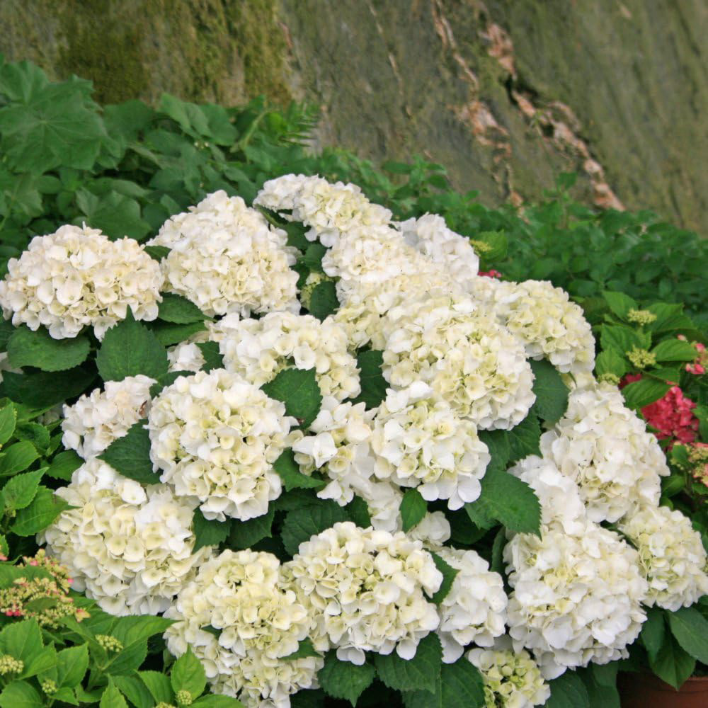 Thompson and Morgan Hydrangea Wudu Plant Pot 10.5cm Image 2