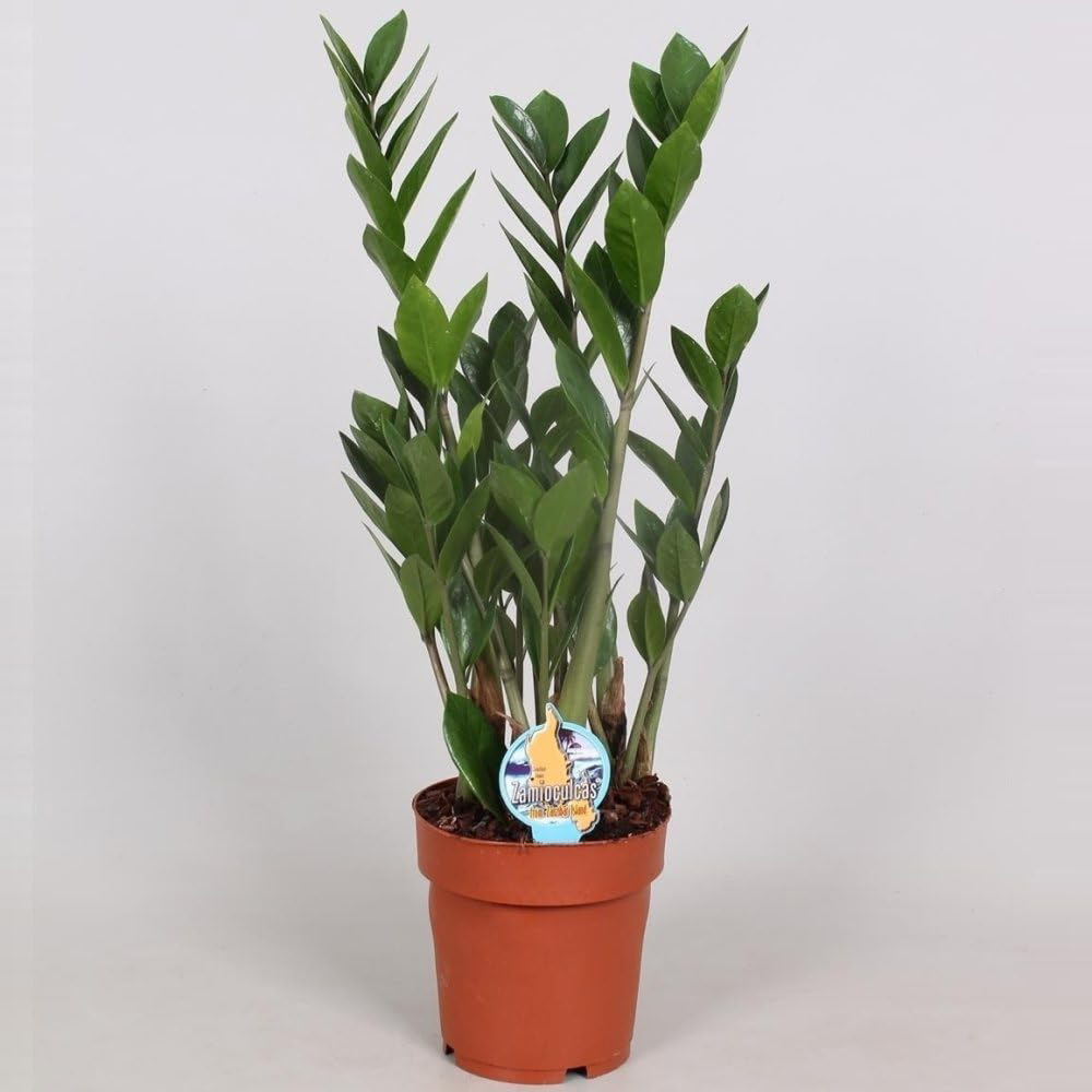 Thompson and Morgan Modern Home Houseplant Collection 3 Pack Image 7