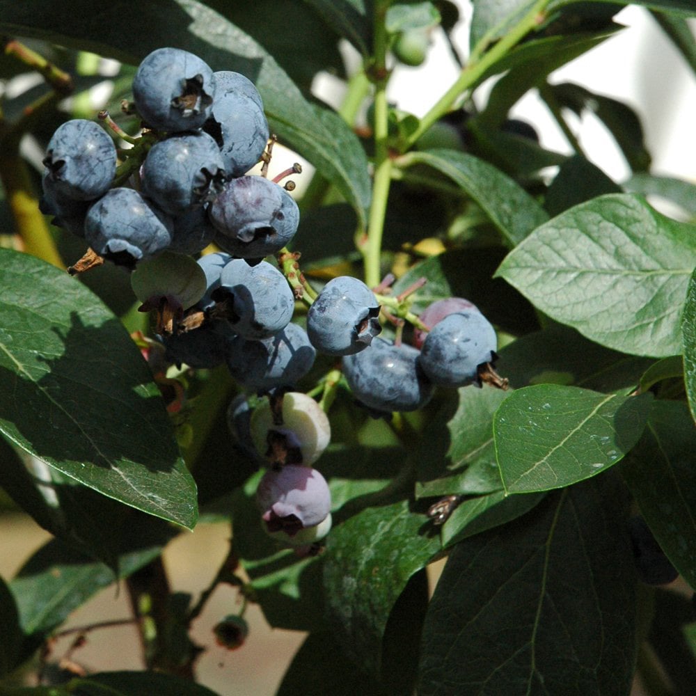 Thompson and Morgan Blueberry Full Season Collection Premium Potted Plant 3L 3 Pack Image 4