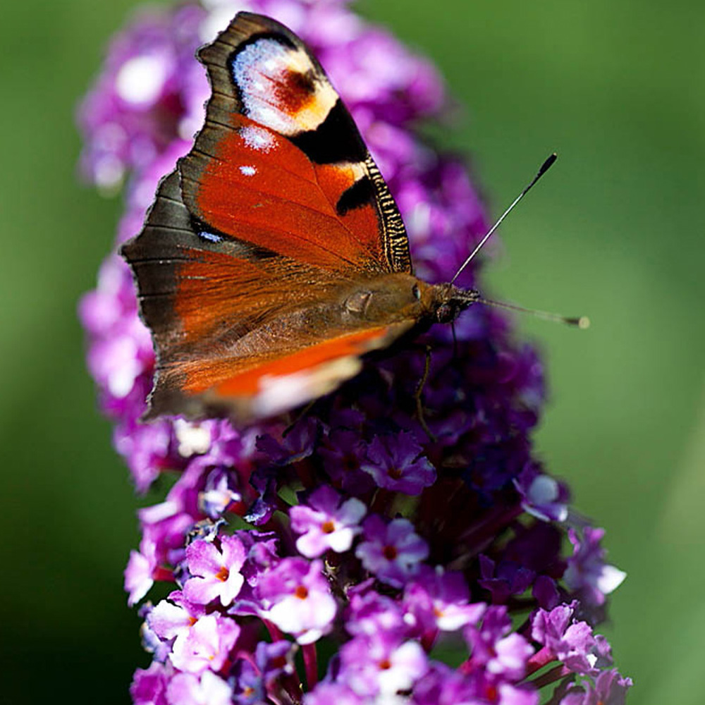 YouGarden Buddleia Berries and Cream Plant Pot 3 Pack Image 3