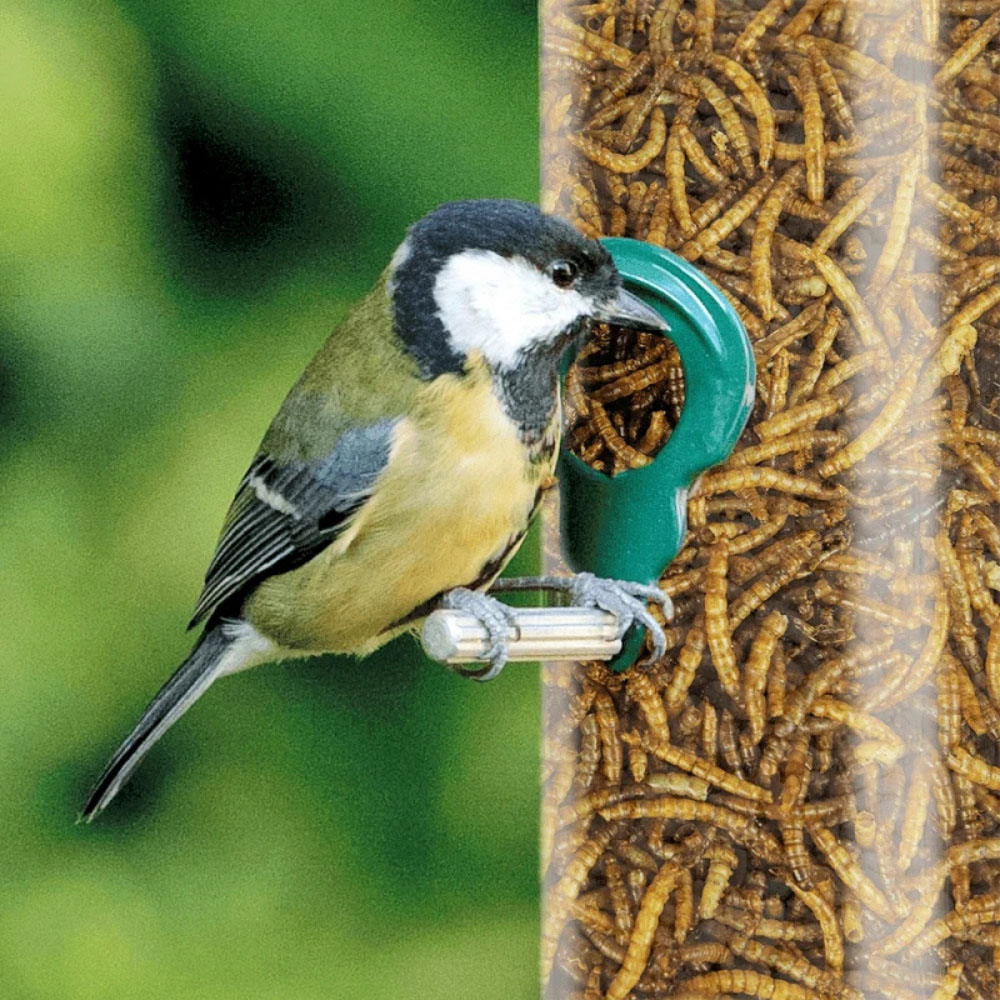 Marco Paul Dried Mealworms Wild Bird Feed Tub 100g Image 6