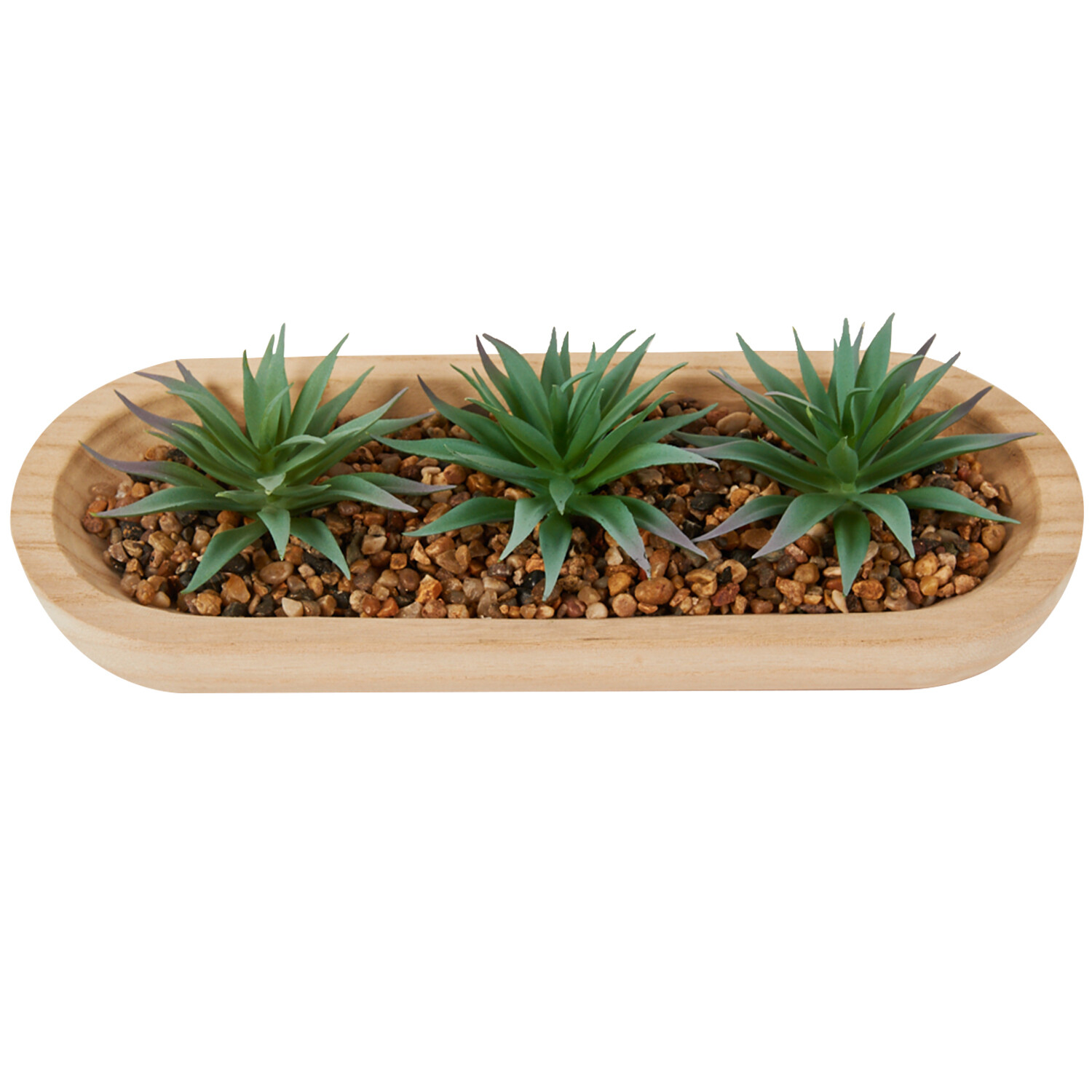 Aloe in Wooden Tray - Green Image 1