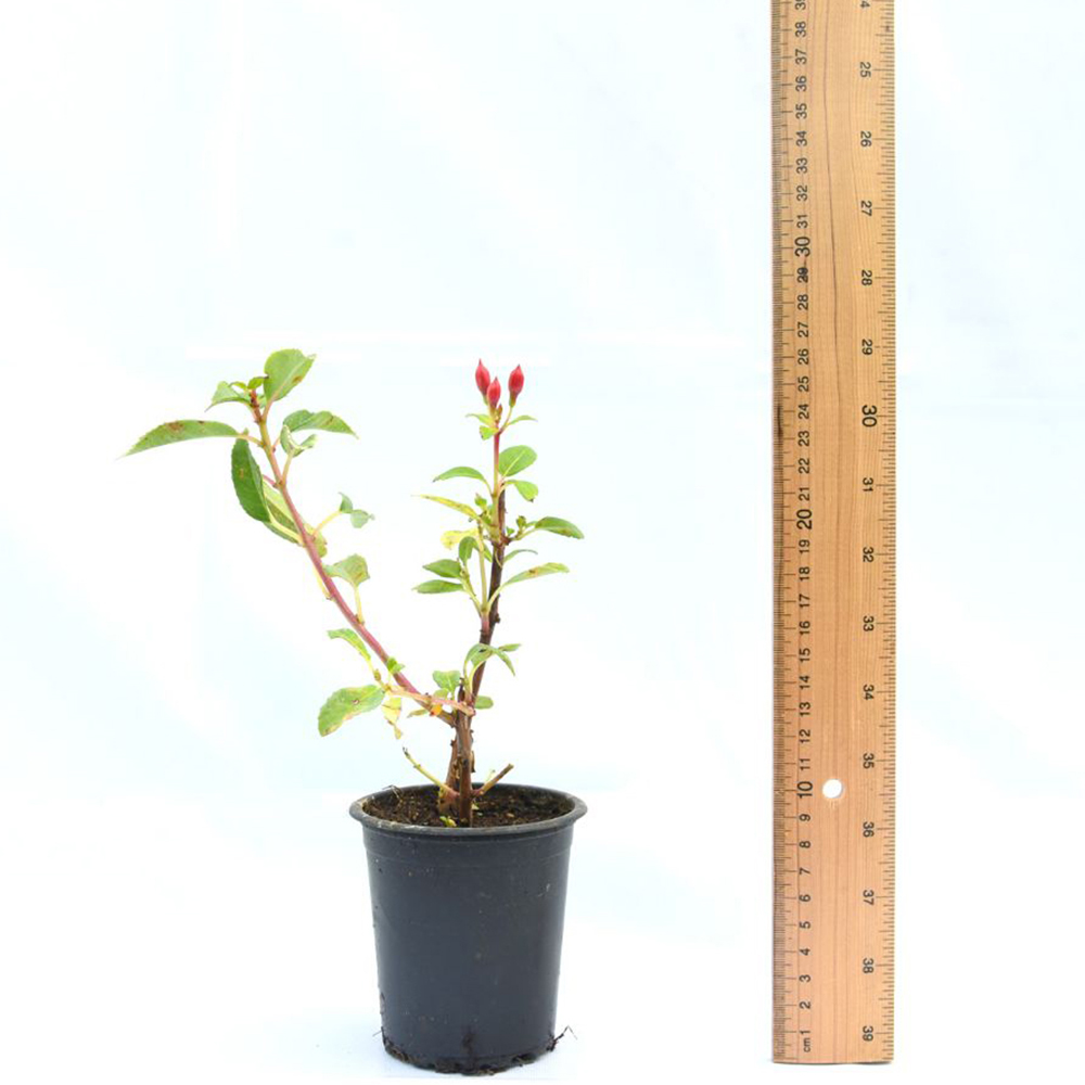 Thompson and Morgan Fuchsia Skyrocket Plant Pot 9cm 3 pack with Tower Pot Kit Image 4