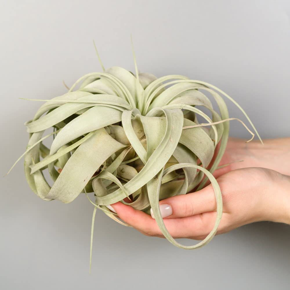 Thompson & Morgan Air Plant Tillandsia Xerographica Image 1