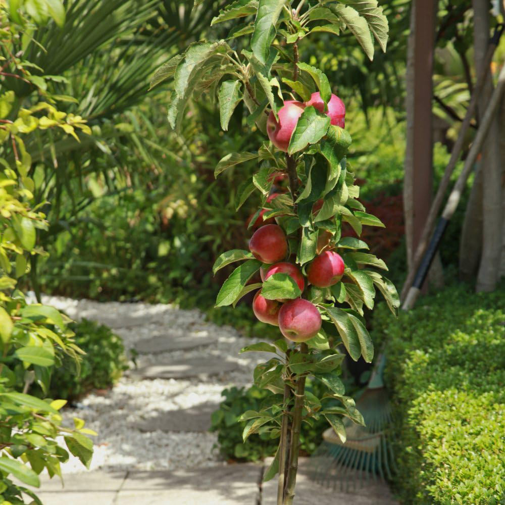 Thompson and Morgan Apple Elstar Wonder Tree Pot 24cm 2 Pack Image 2
