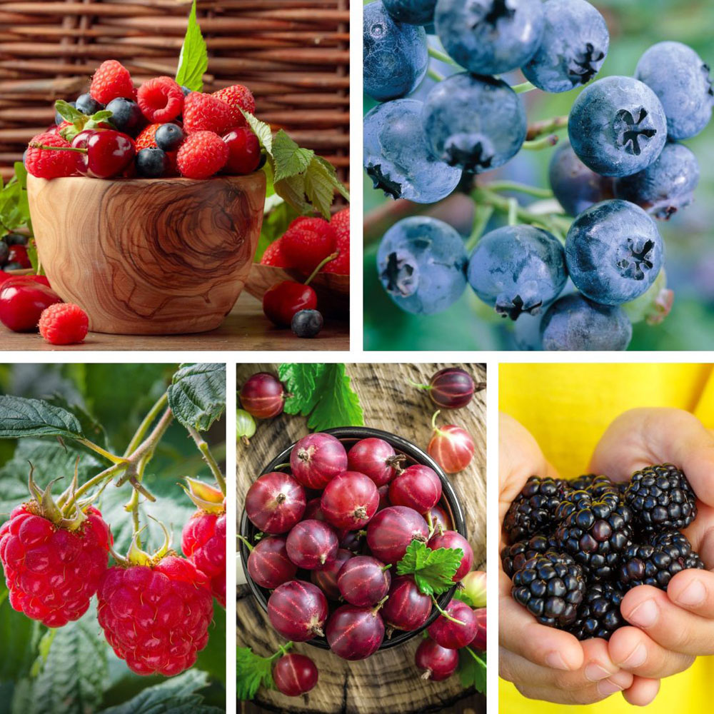 Thompson & Morgan Nurserymans Choice Fruit Potted Plant Image 1