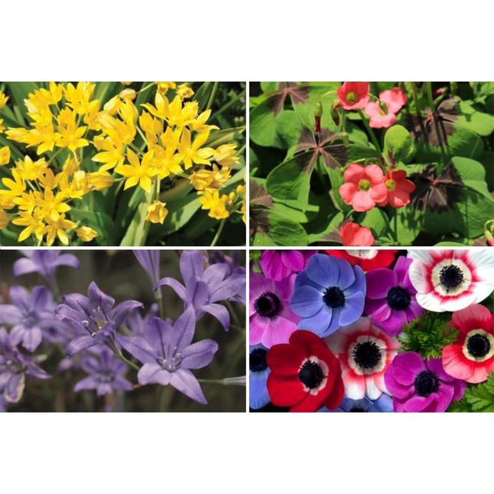 Thompson and Morgan Summer Flowering Bulbs 200 Pack Image 2