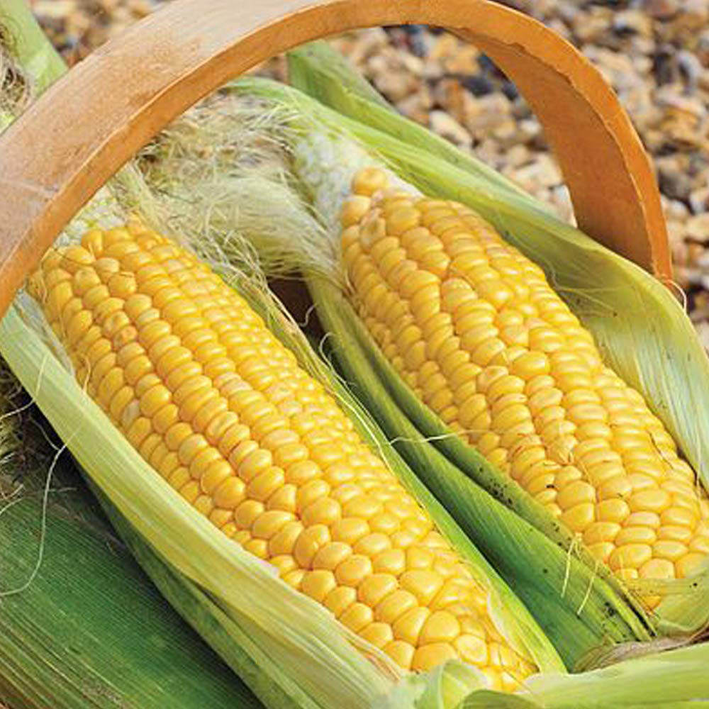 Thompson and Morgan Sweetcorn Golden Gate Seeds Image 2