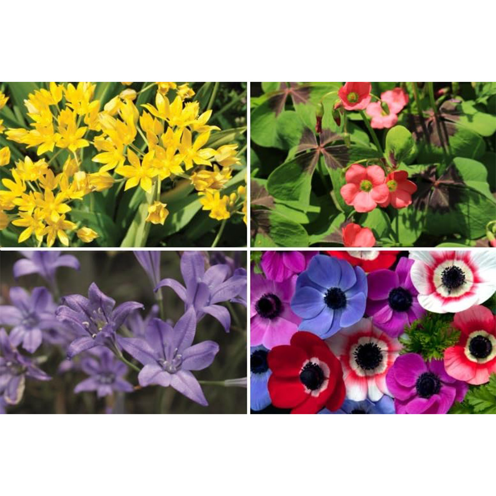 Thompson and Morgan Summer Flowering Bulbs 300 Pack Image 2