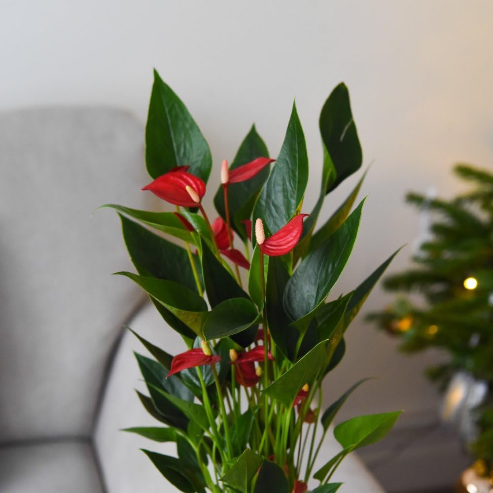 Thompson and Morgan Anthurium Million Flower Plant Ceramic Pot 18cm Image 3