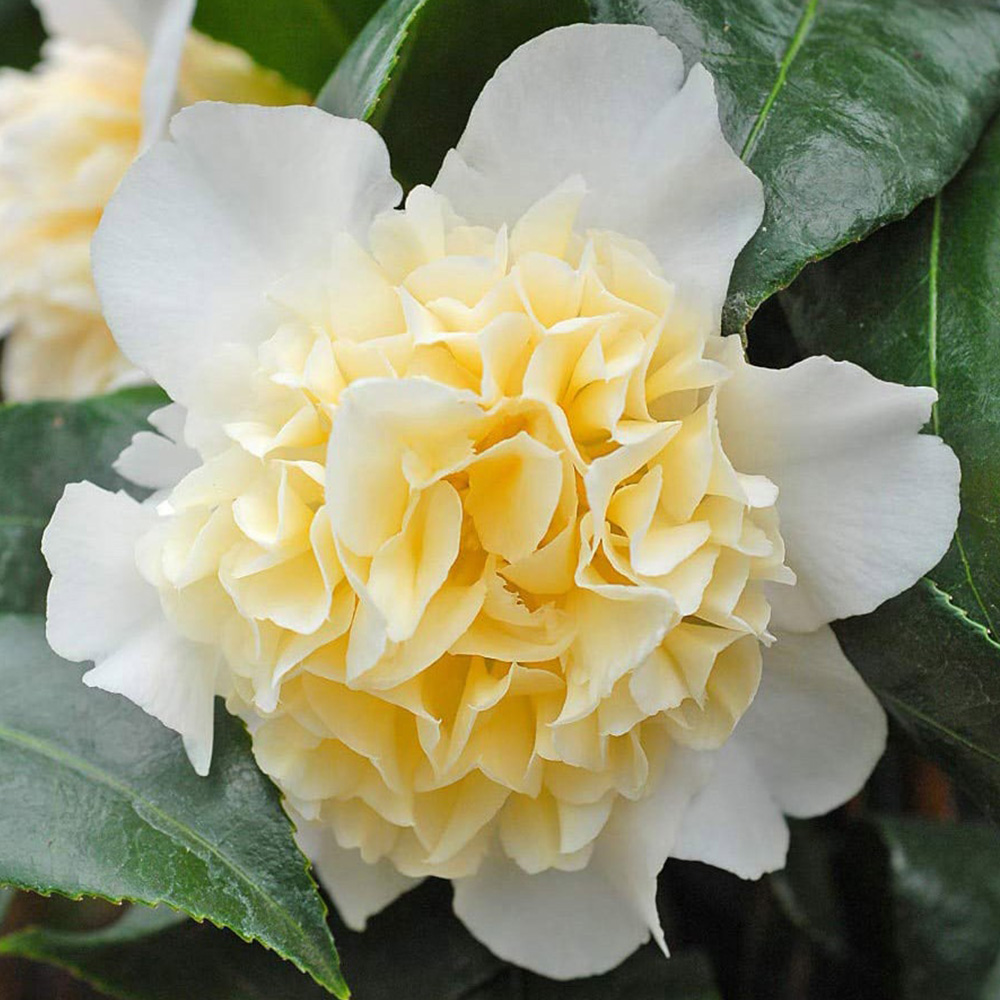 Thompson and Morgan Camellia Jap Brushfield Yellow Plant Pot 9cm Image 1