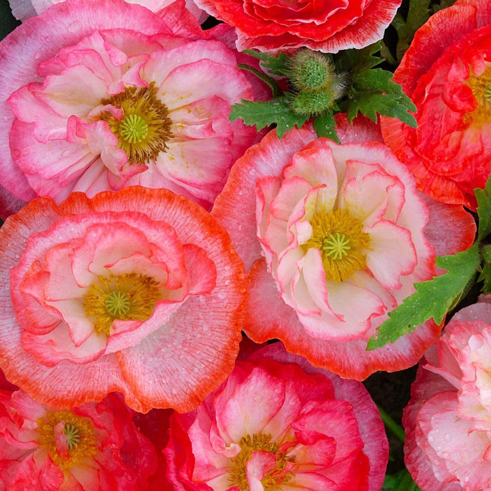 Thompson and Morgan Poppy Papaver rhoeas Falling in Love Seed Packet Image 2