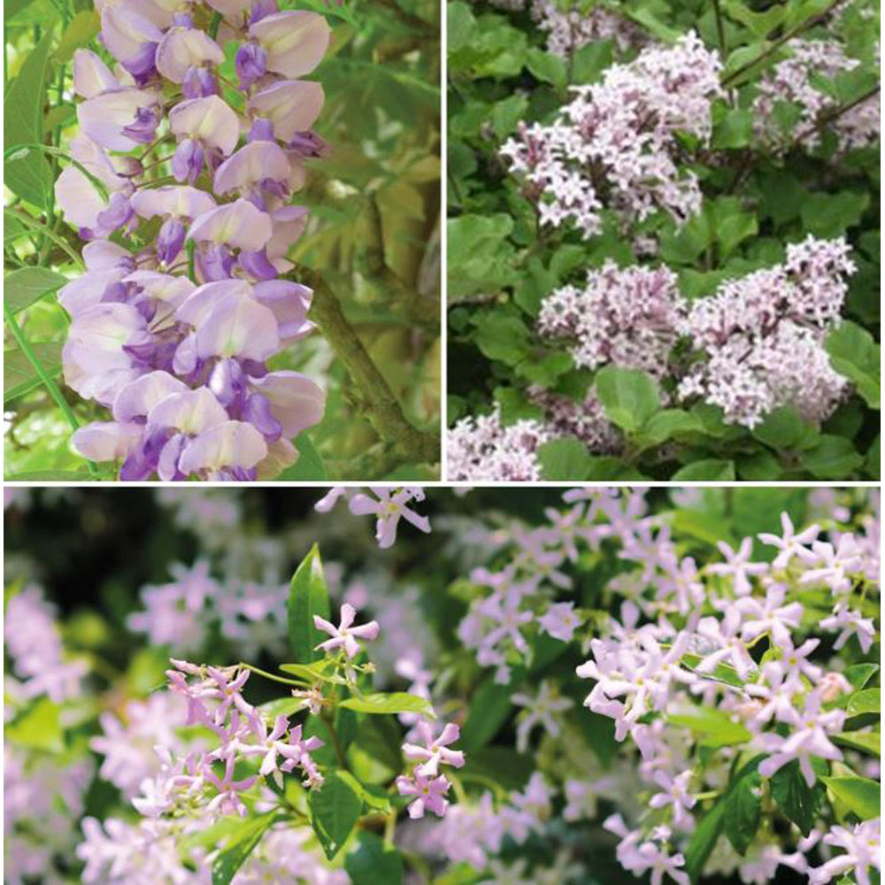 Thompson and Morgan Scented Plant Trio Collection Plant Pot 9cm 3 Pack Image 1