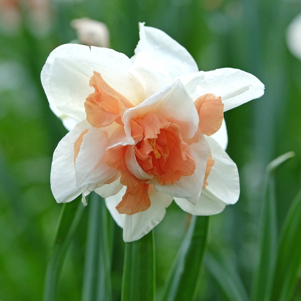 YouGarden Narcissus Replete Planting Bulb 30 Pack Image 1