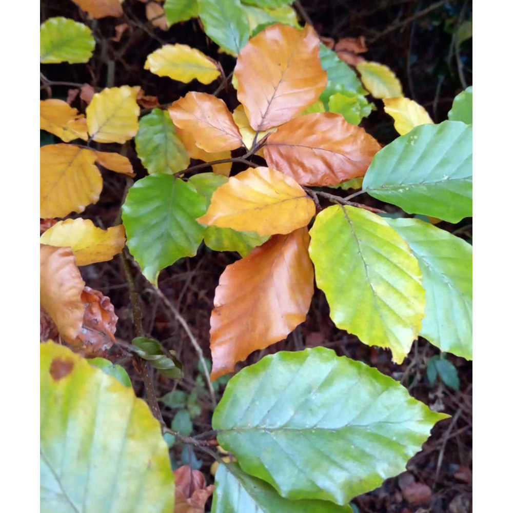 Inspirational Gifting Green Beech Semi-Evergreen Bare Root Hedge Plant Sapling 2-3ft 5 Pack Image 7