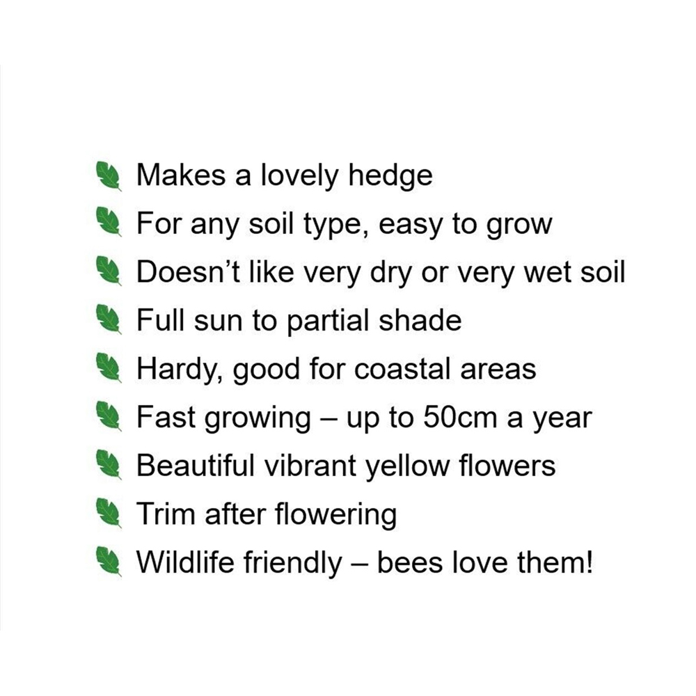 Inspirational Gifting Forsythia Bare Root Hedge Plant Sapling 3ft 10 Pack Image 5