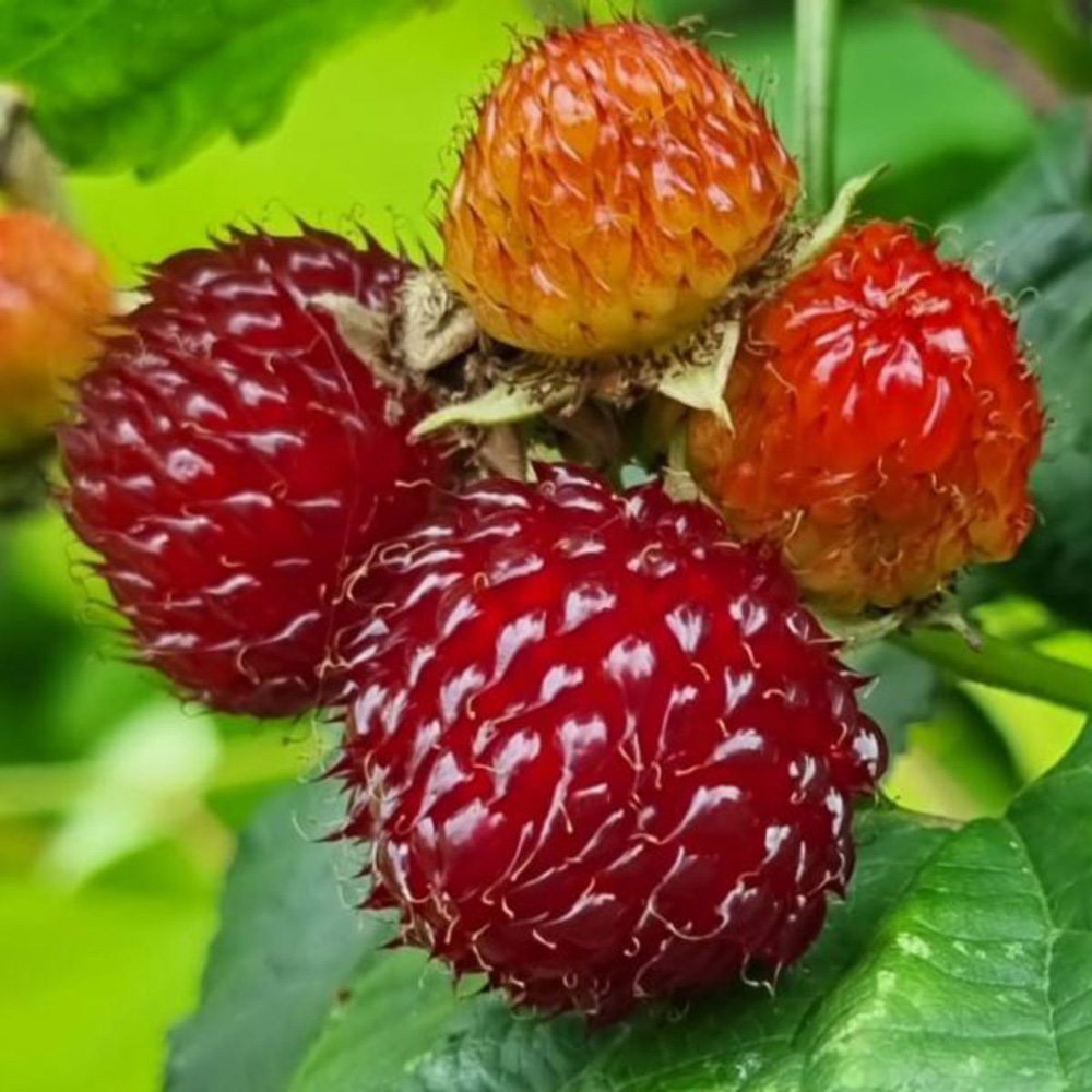 Thompson & Morgan Rubus Raspberry Tree Hararasp Standard Potted Plant Image 5