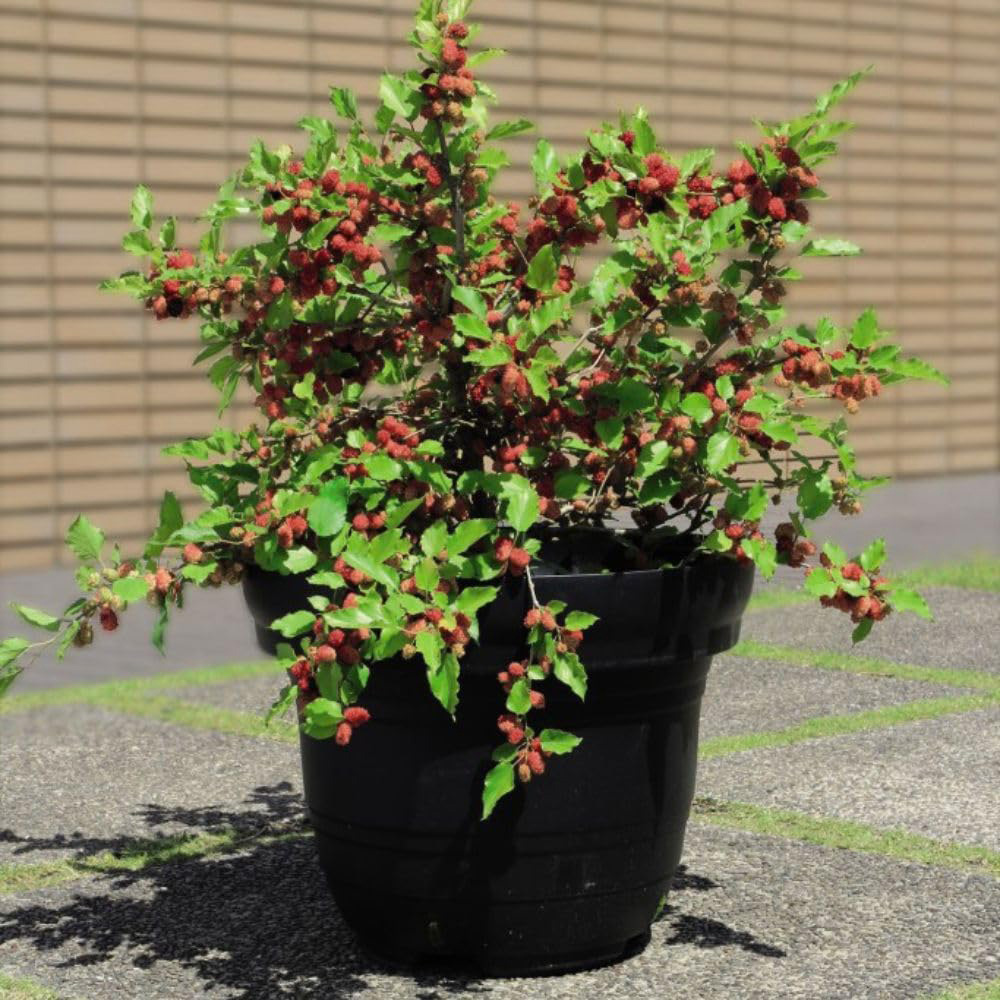 Thompson & Morgan Mulberry Morus Charlotte Russe Potted Plant Image 3