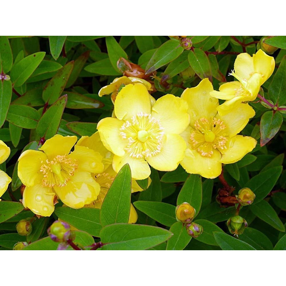 Inspirational Gifting Hypericum Bare Root Hedge Plant Sapling 30-60cm 10 Pack Image 3