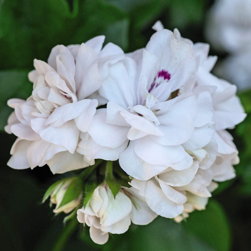 Thompson and Morgan Geranium Cascading Rosebud Collection Jumbo Plug Plant 10 Pack Image 6