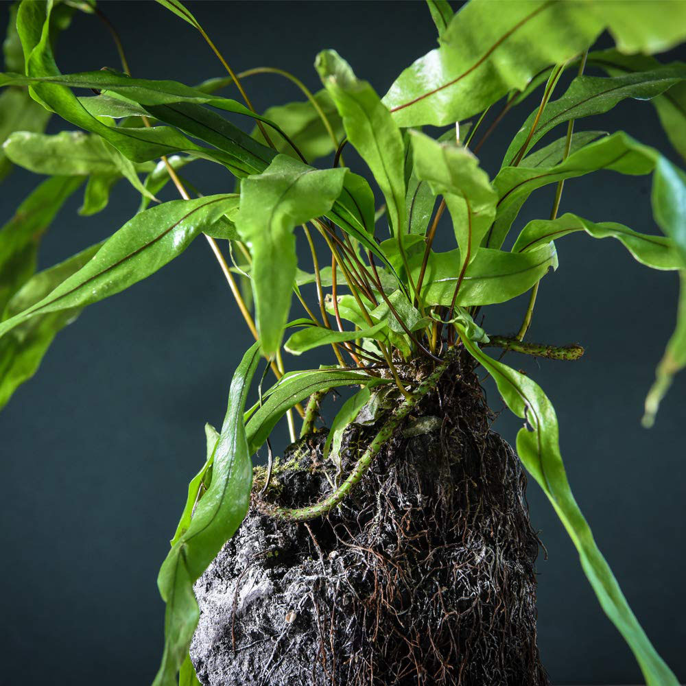 Thompson and Morgan Lova Diversifolium Lava plant with Wooden Tray Image 6
