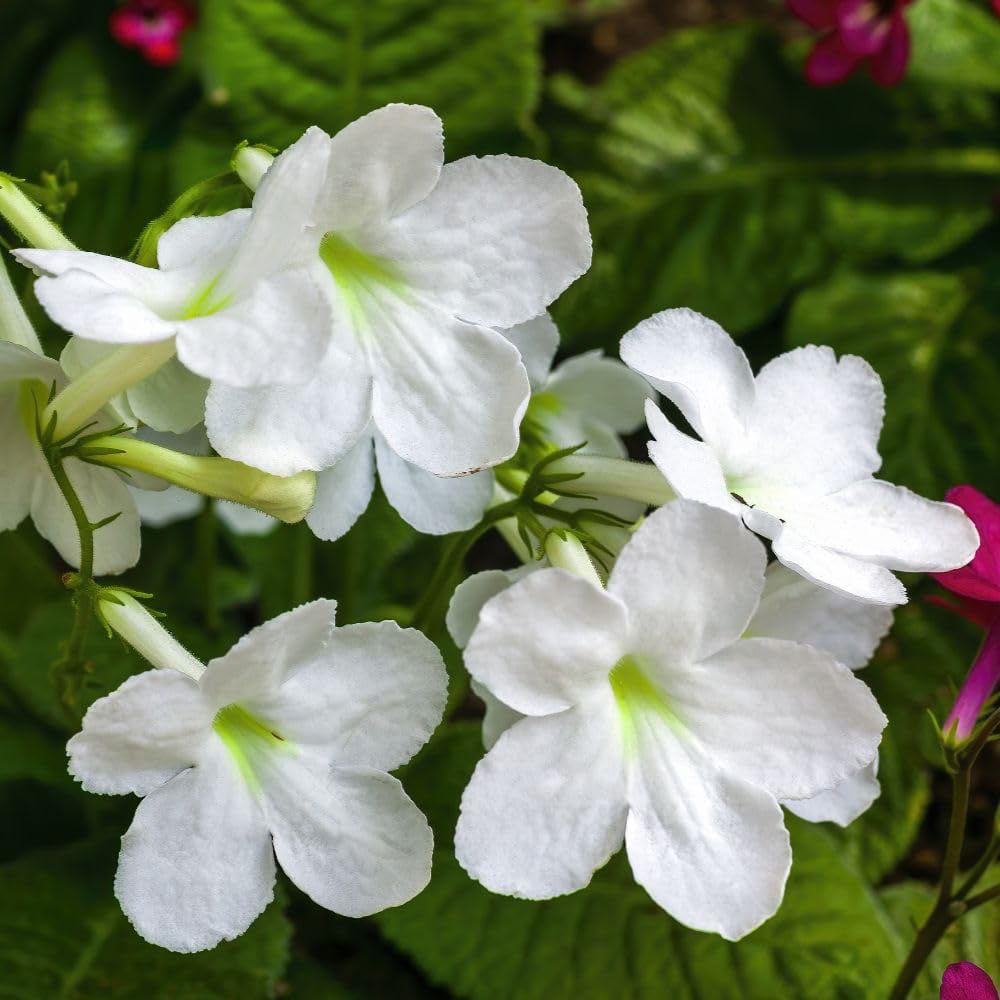 Thompson and Morgan Streptocarpus Albatross Jumbo Plug 3 Pack Image 2