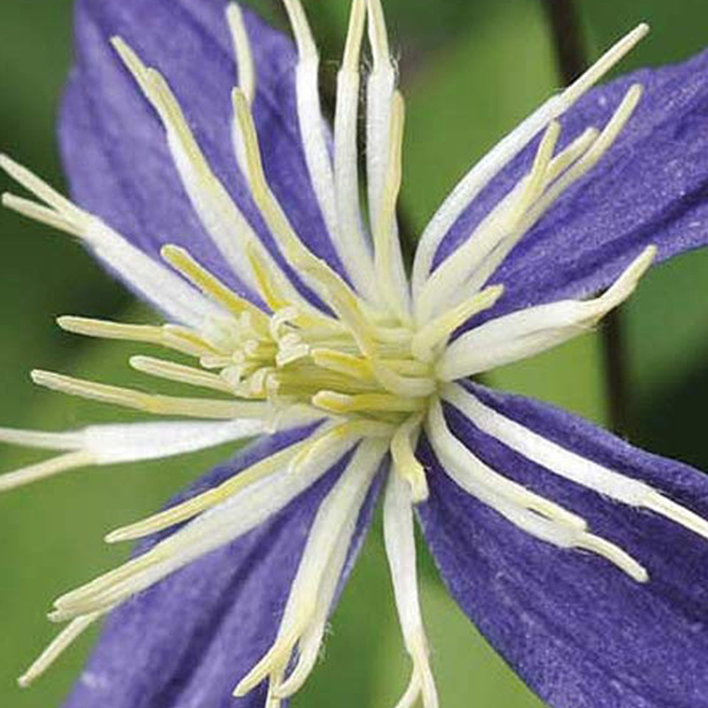 Thompson and Morgan Clematis Aromatica Potted Plant 7cm Image 1