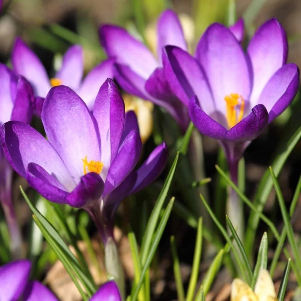 Thompson and Morgan Crocus Ruby Giant Planting Bulb 40 Pack Image 4